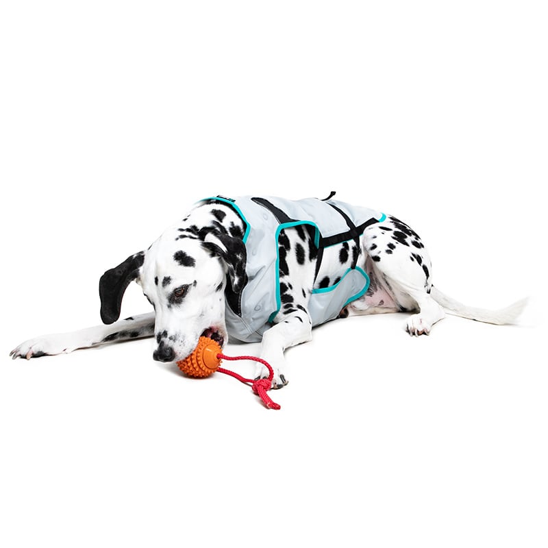 Suitical DRY Cooling Vest - Dog