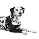 Suitical Recovery Sleeve - Dog