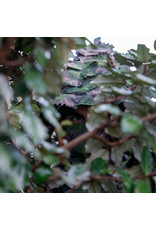 STALKER Taiga Leaf Suit