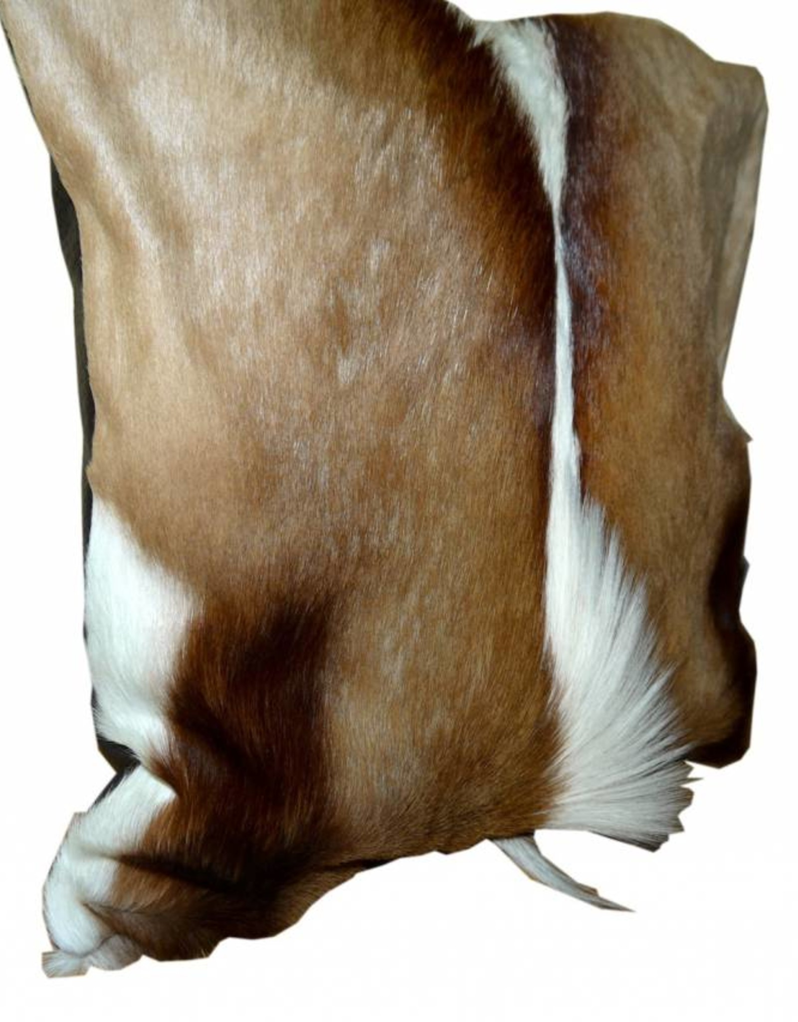 Springbok fur cushion nature