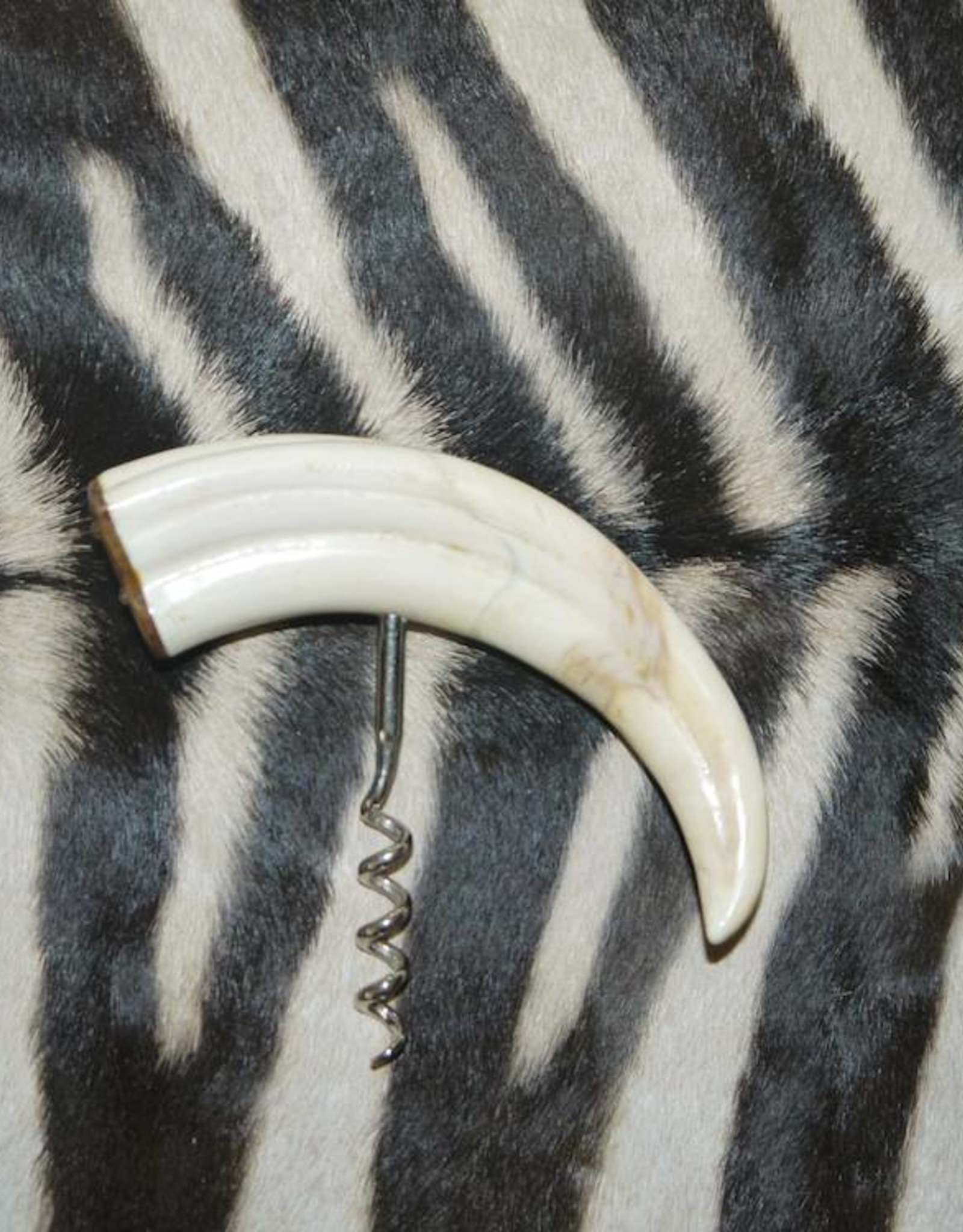 Corkscrew made from real warthog tusks