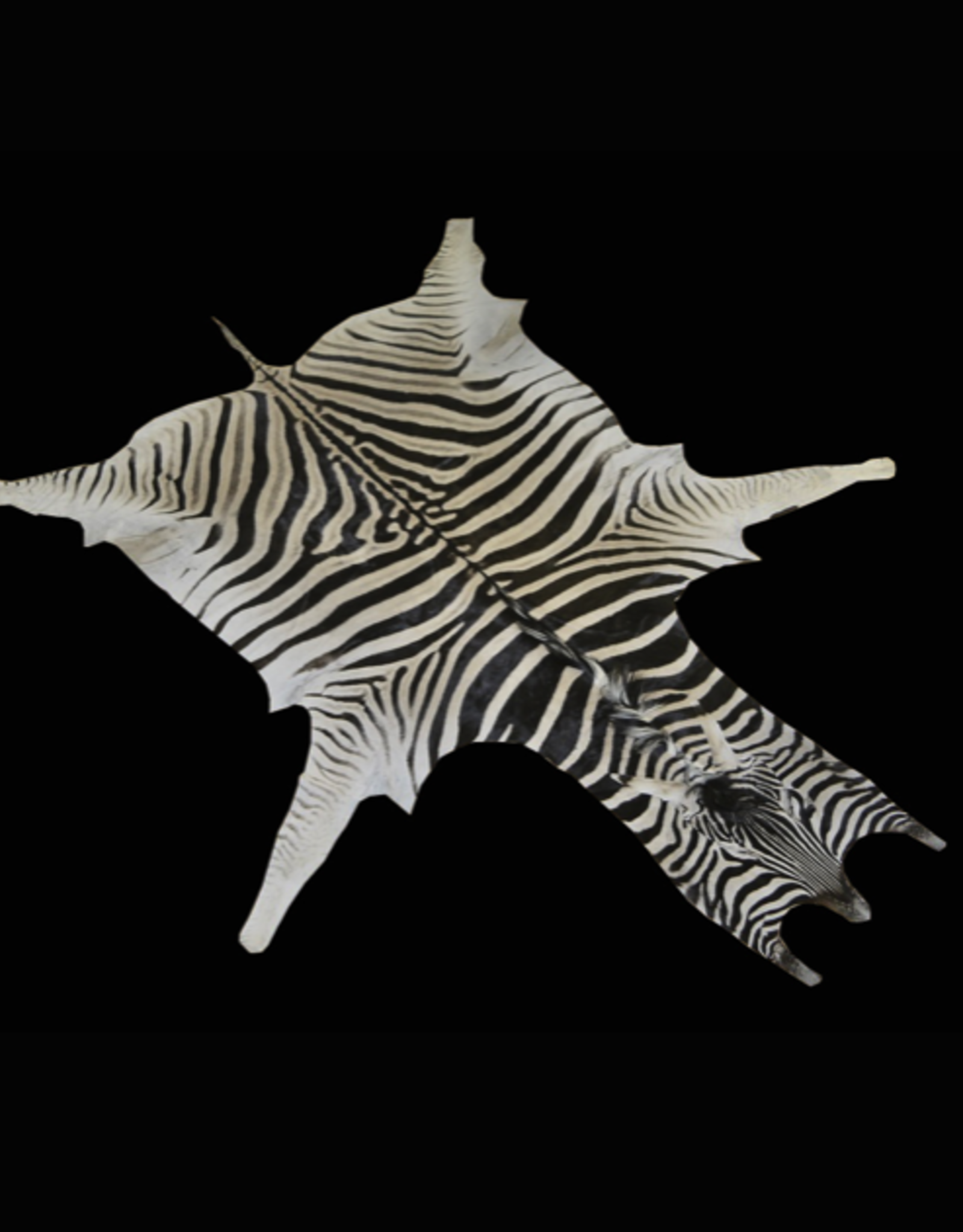 Zebra fur M321 Okahanja