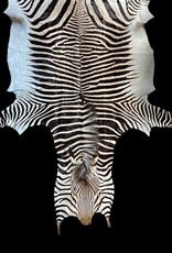 Zebra skin Caprivi with a perfect mane M353