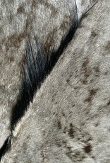 Nice medium size gnu fur with a strong wild mane MG061