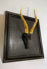 Genuine Springbok Gazelle on a flamed wooden board surrounded by a noble frame  gildet