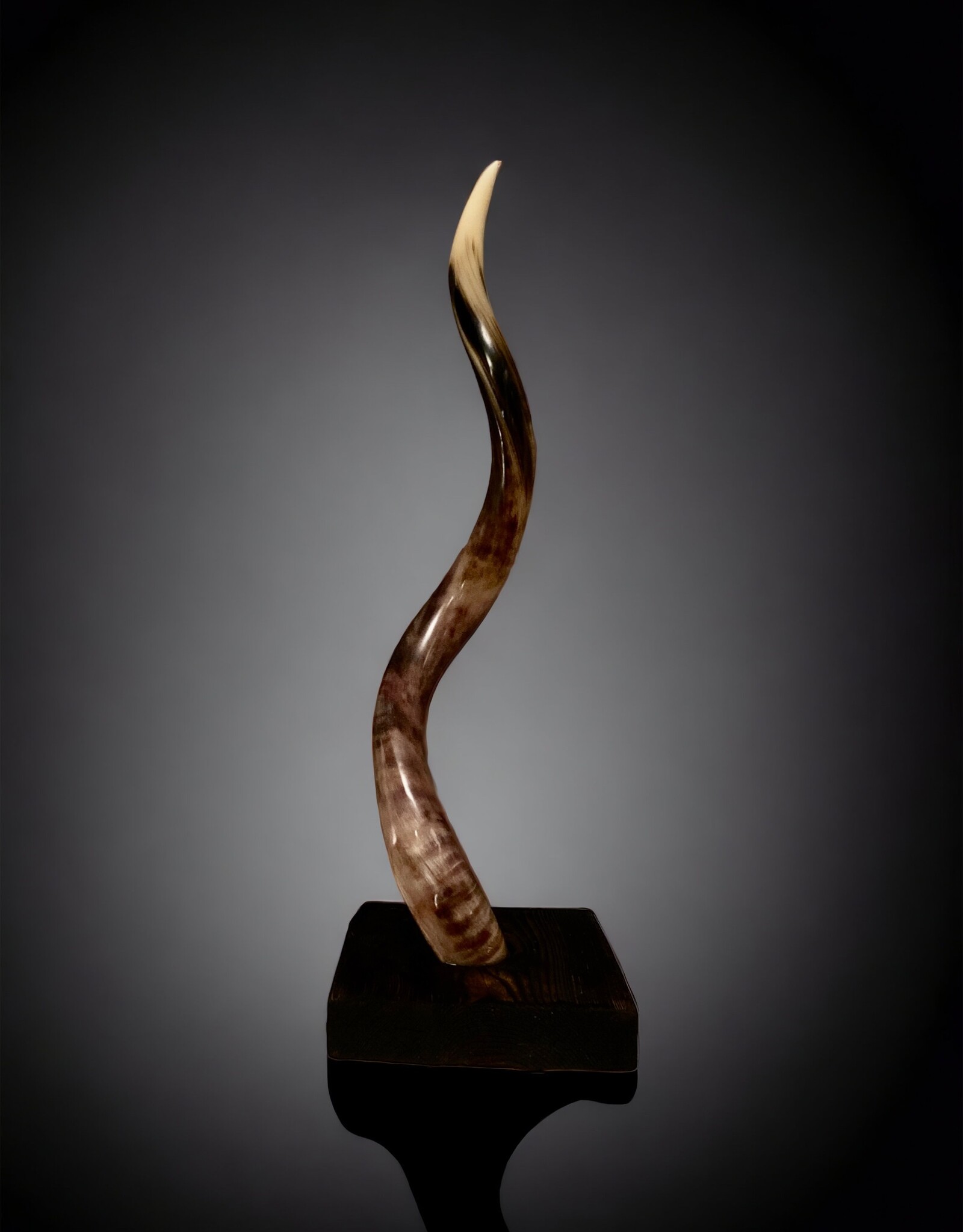 Admire this enchanting lamp crafted from an Kudu Horn - Zebra-Zebra