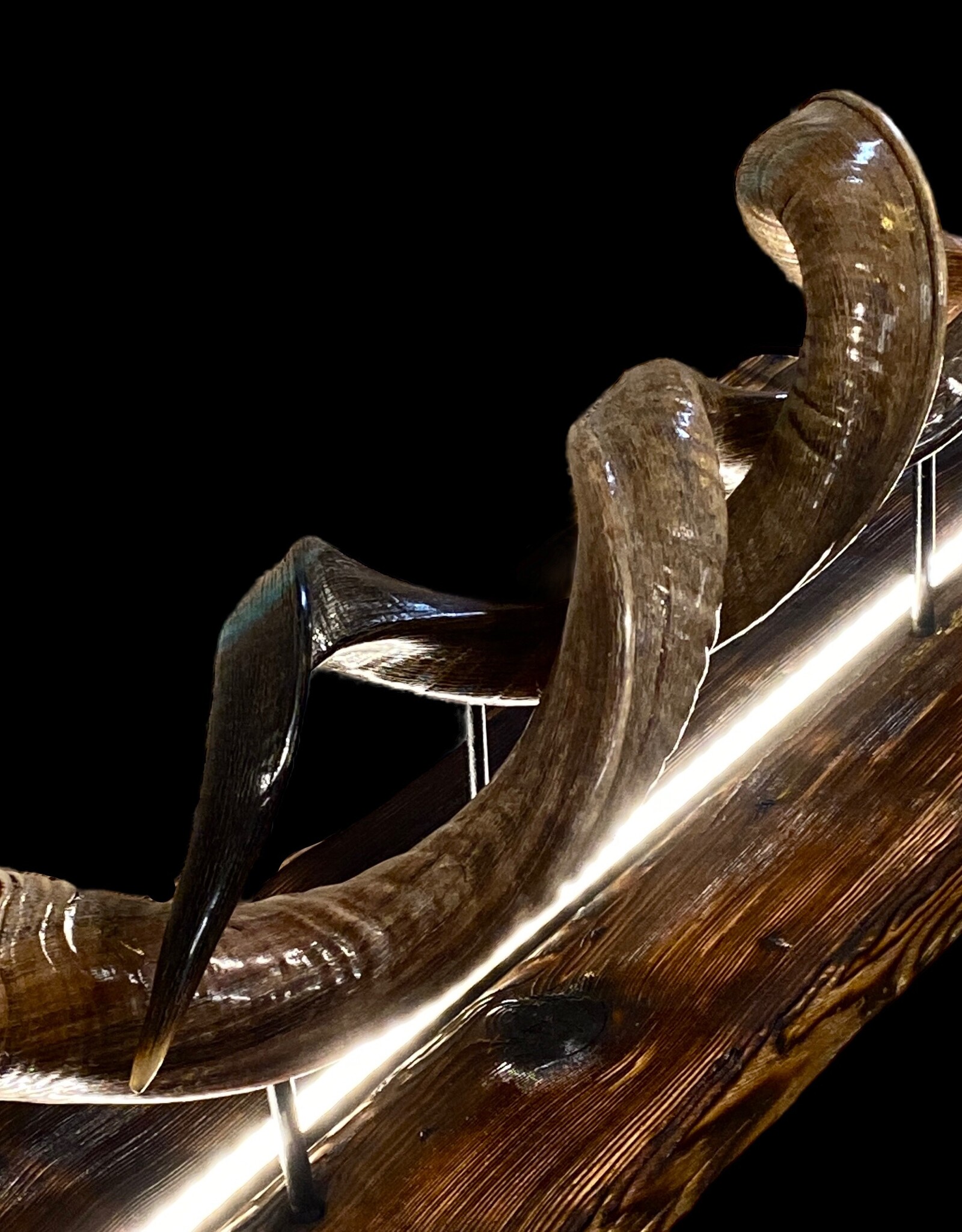 Handcrafted Kudu Horn Table Sculpture – Unique Exotic Design with LED Lighting