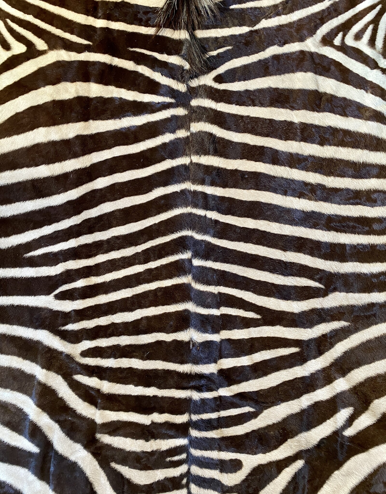 Zebra Skin Stellenbosch  M377 braunes Zebrafell