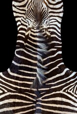 Zebra Skin Stellenbosch  M377 braunes Zebrafell