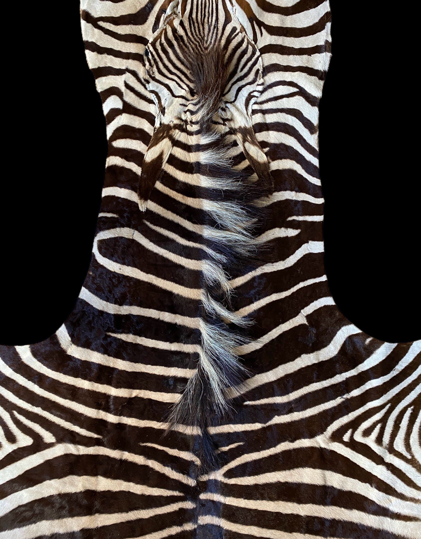 Zebra Skin Stellenbosch  M377 braunes Zebrafell