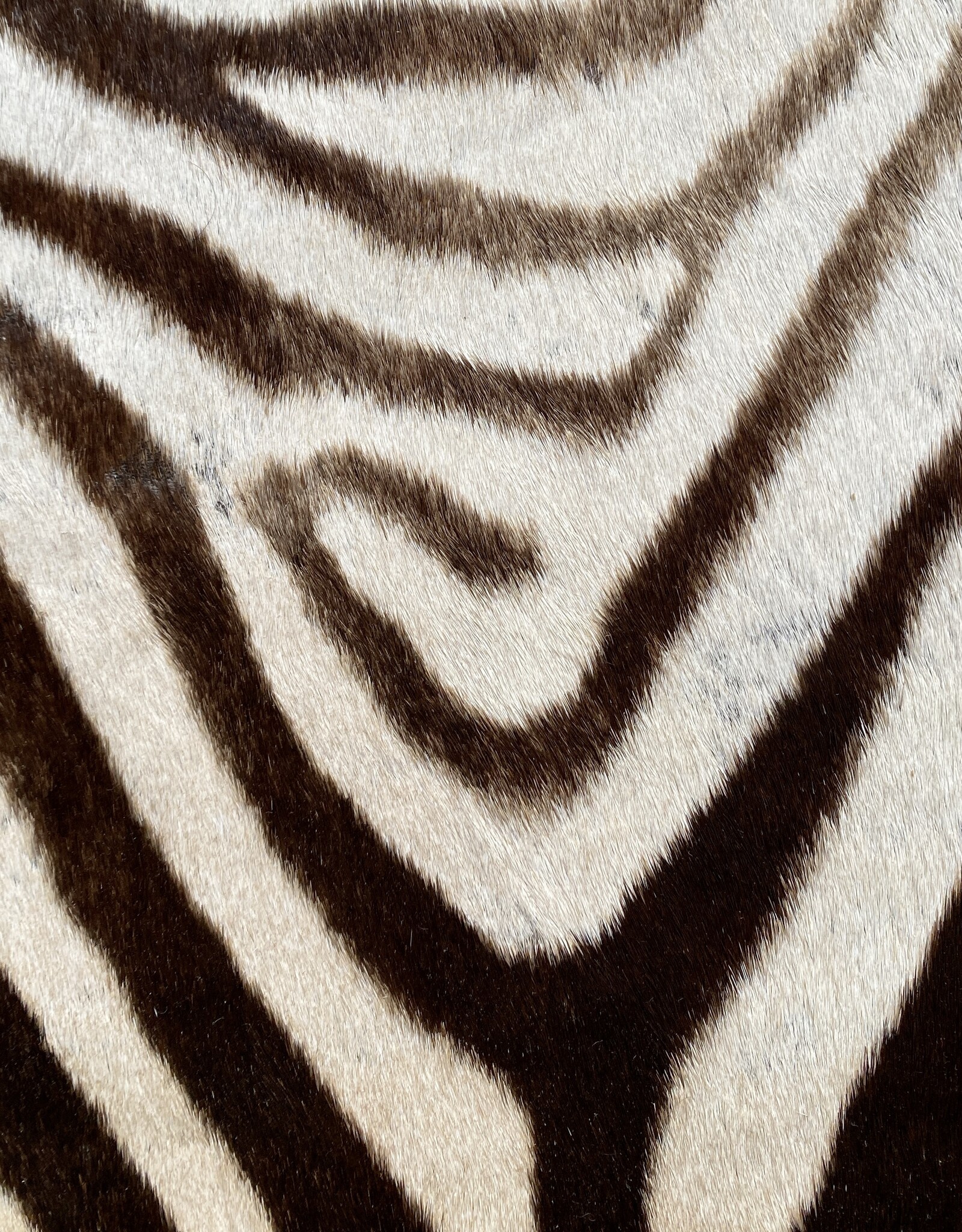 M371 Zebra Rug XL Okahao