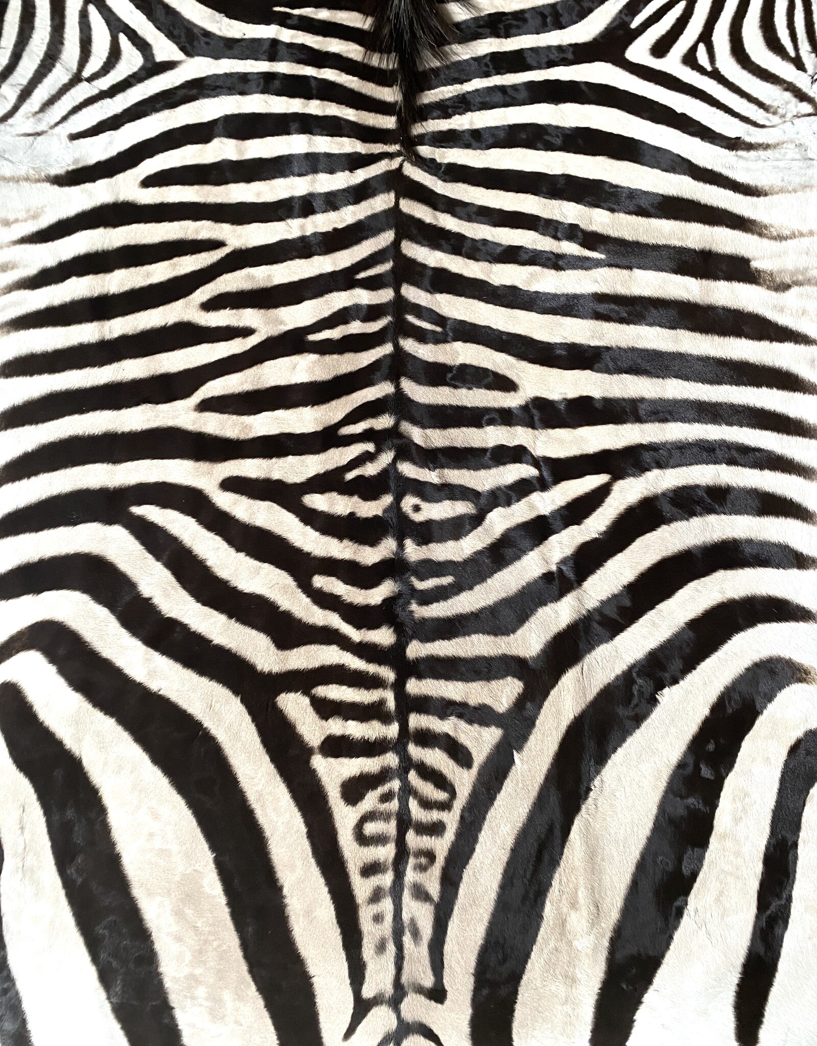 M381 Zebra Rug the most beautiful of all