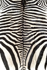 M381 Zebra Rug the most beautiful of all