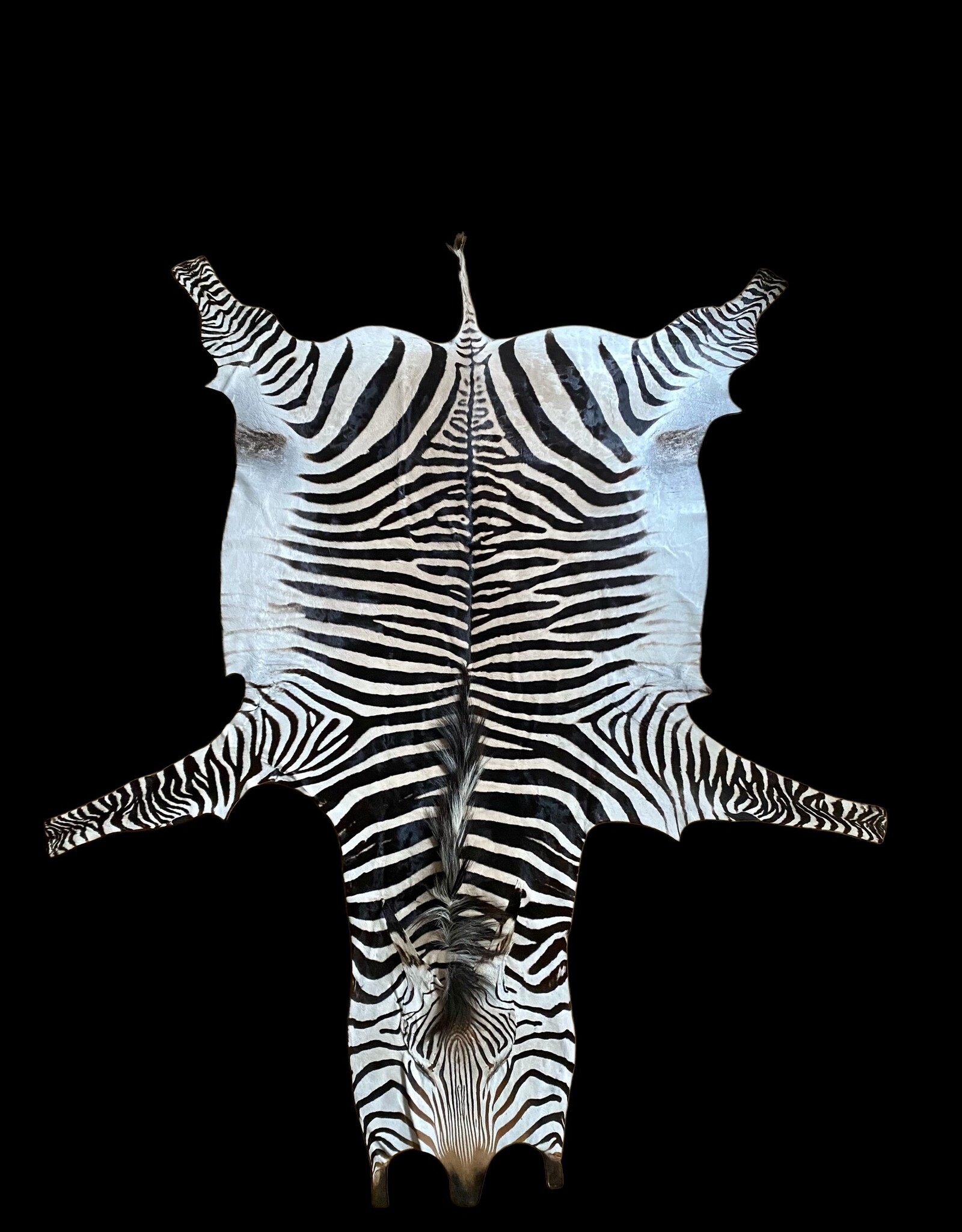 M381 Zebra Rug the most beautiful of all