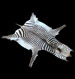 Zebra Rug M381  the most beautiful of all!