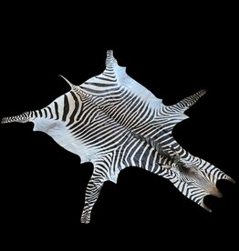 Beautiful zebra fur  M382 Gobabis size -M