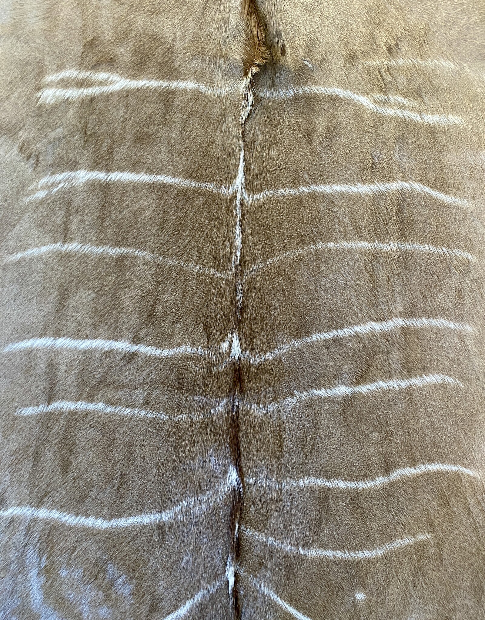 The most beautiful Kuduhide  hide of all, extraordinary!