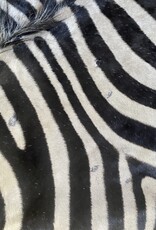 Steppen oder Burchell Zebrafell M382 Zebrafell  Xl fell