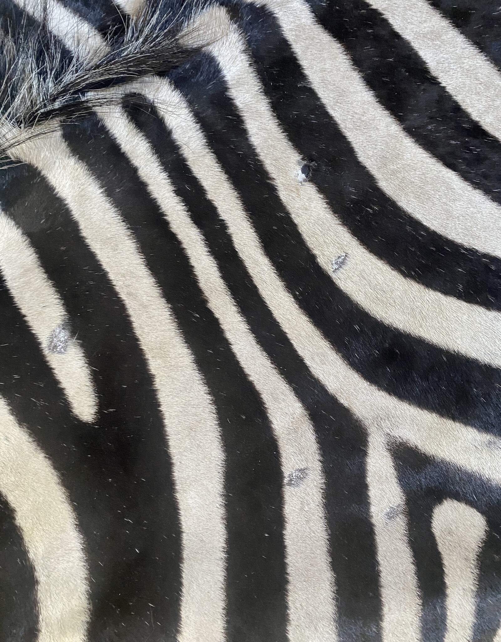 Steppen oder Burchell Zebrafell M382 Zebrafell  Xl fell