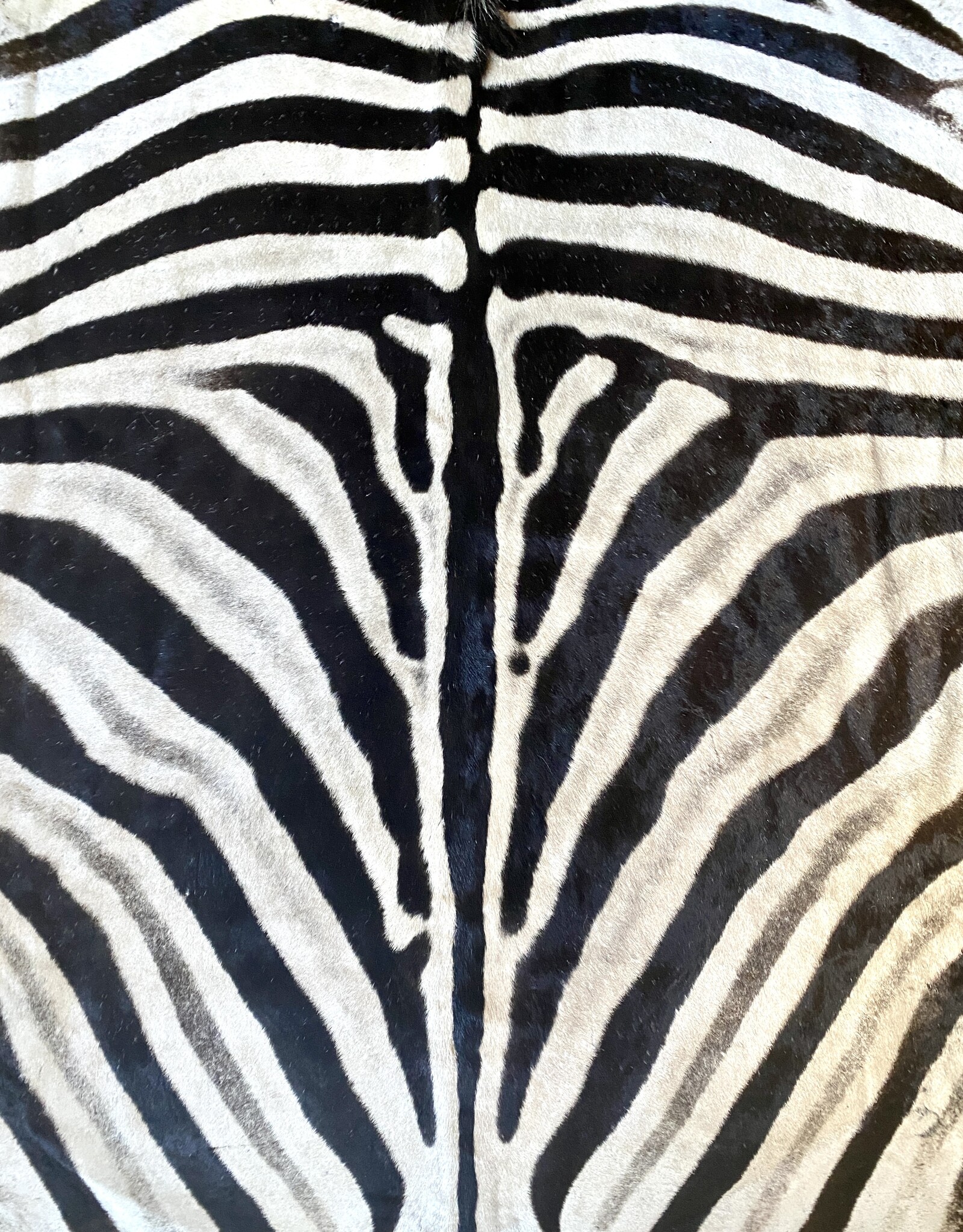 Steppen oder Burchell Zebrafell M382 Zebrafell  Xl fell