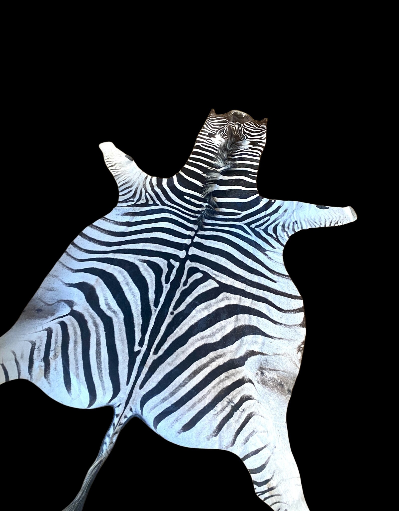 Steppen oder Burchell Zebrafell M382 Zebrafell  Xl fell