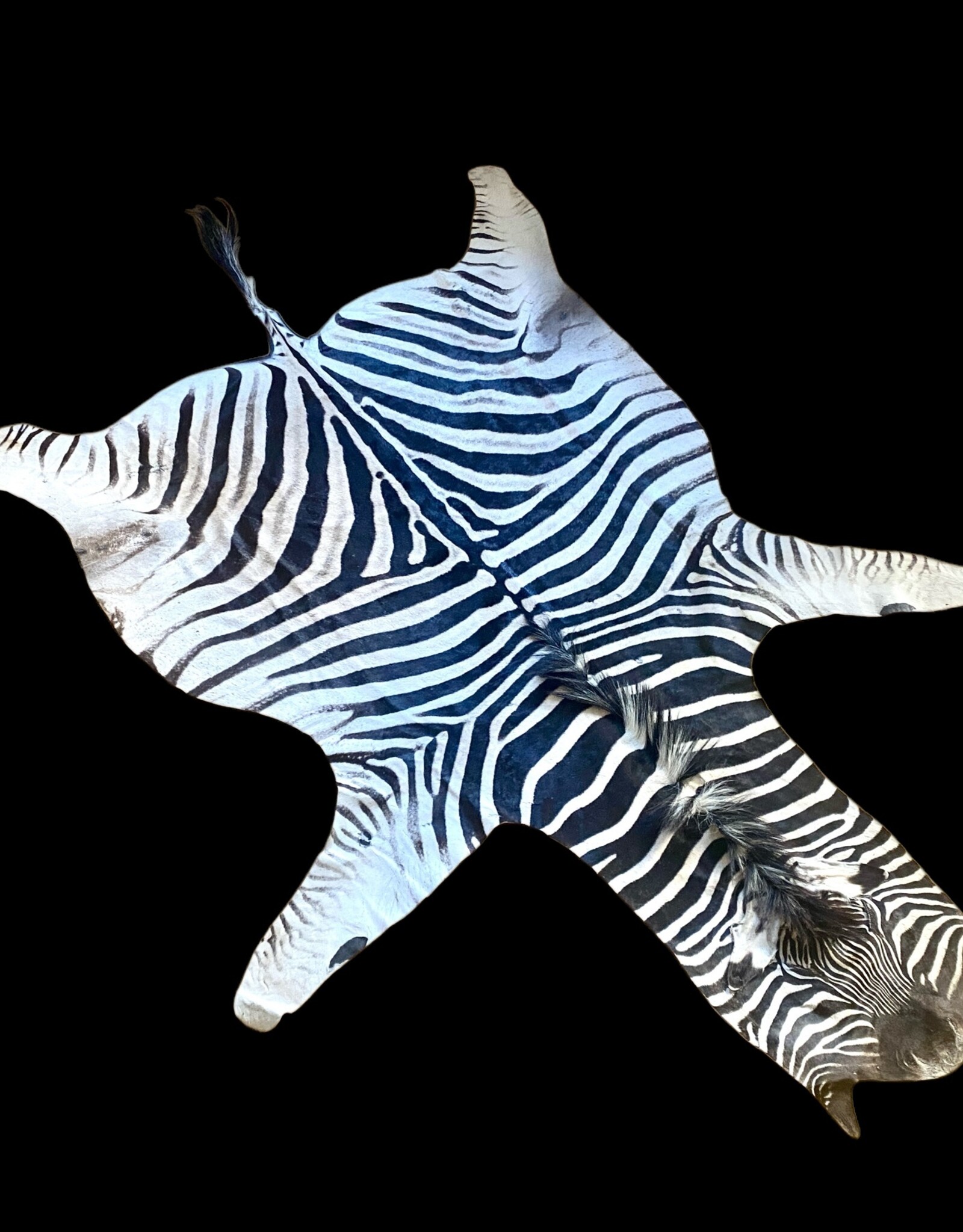 Steppen oder Burchell Zebrafell M382 Zebrafell  Xl fell