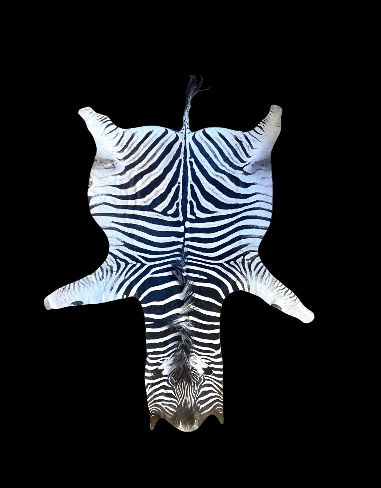 Steppen oder Burchell Zebrafell M382 Zebrafell  Xl fell