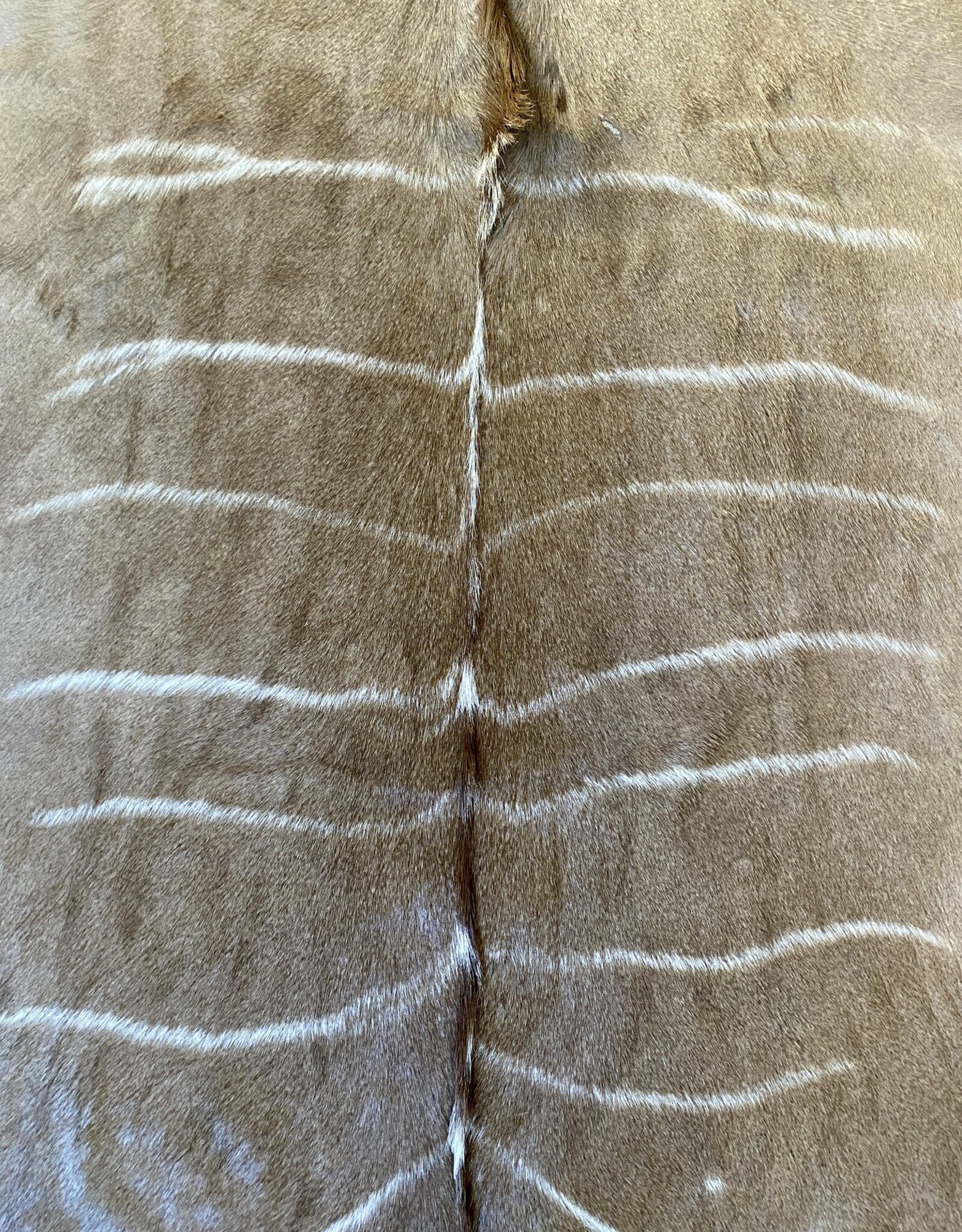 The most beautiful Kuduhide  hide of all, extraordinary! - Copy