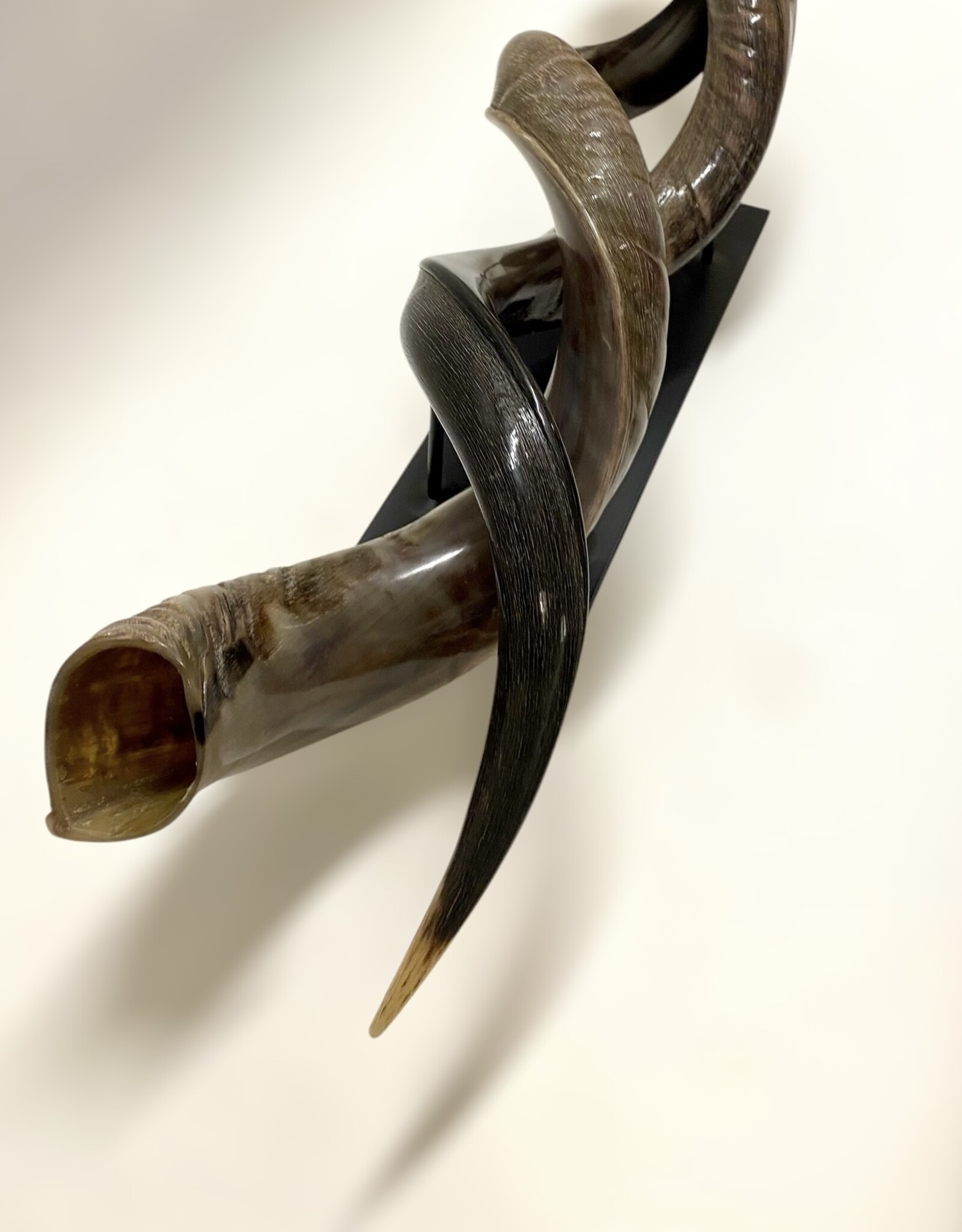 Kuduhorn teilgeschliffen doppelt auf Metallstand -