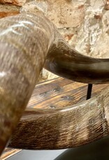Kuduhorn teilgeschliffen doppelt auf Metallstand -