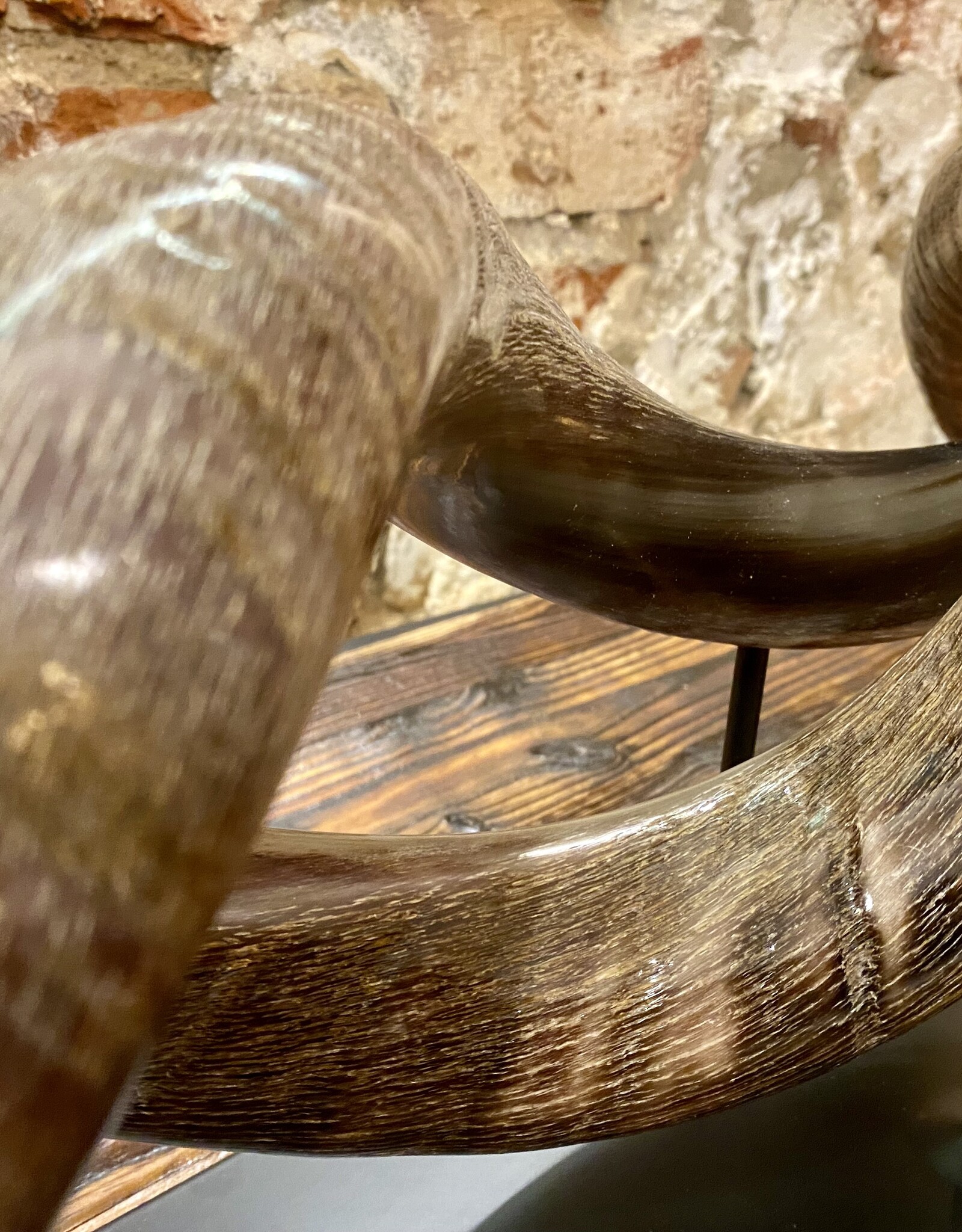 Kuduhorn teilgeschliffen doppelt auf Metallstand -