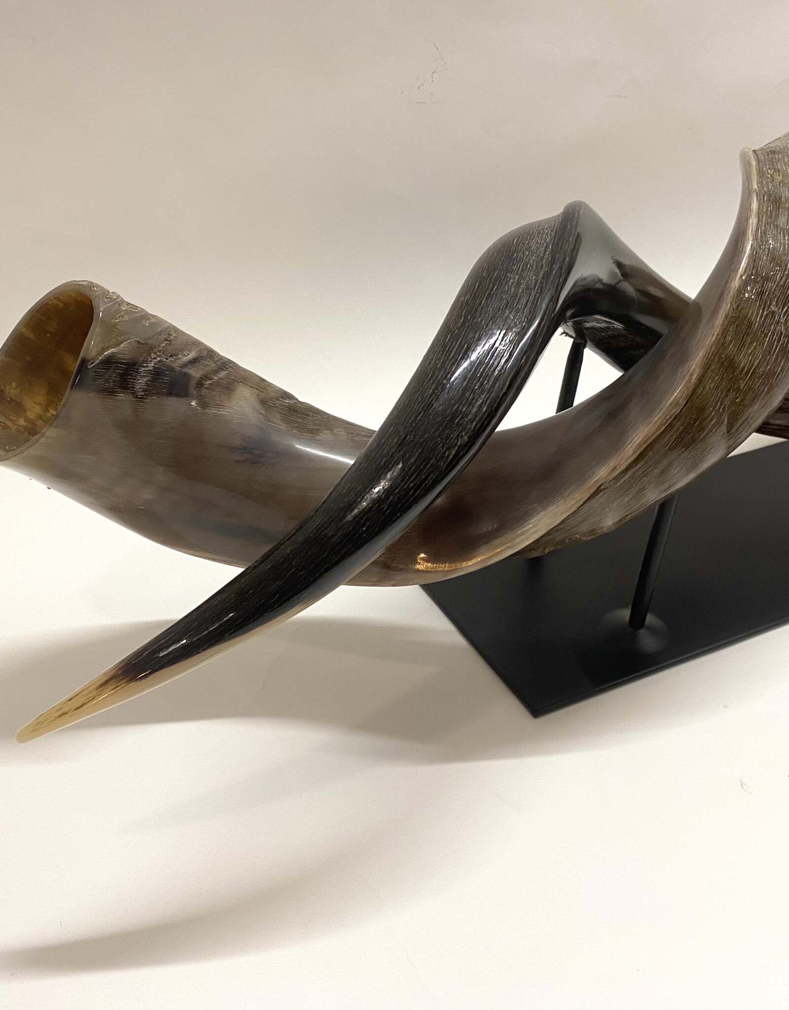 Kuduhorn teilgeschliffen doppelt auf Metallstand -