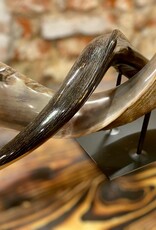 Kuduhorn teilgeschliffen doppelt auf Metallstand -