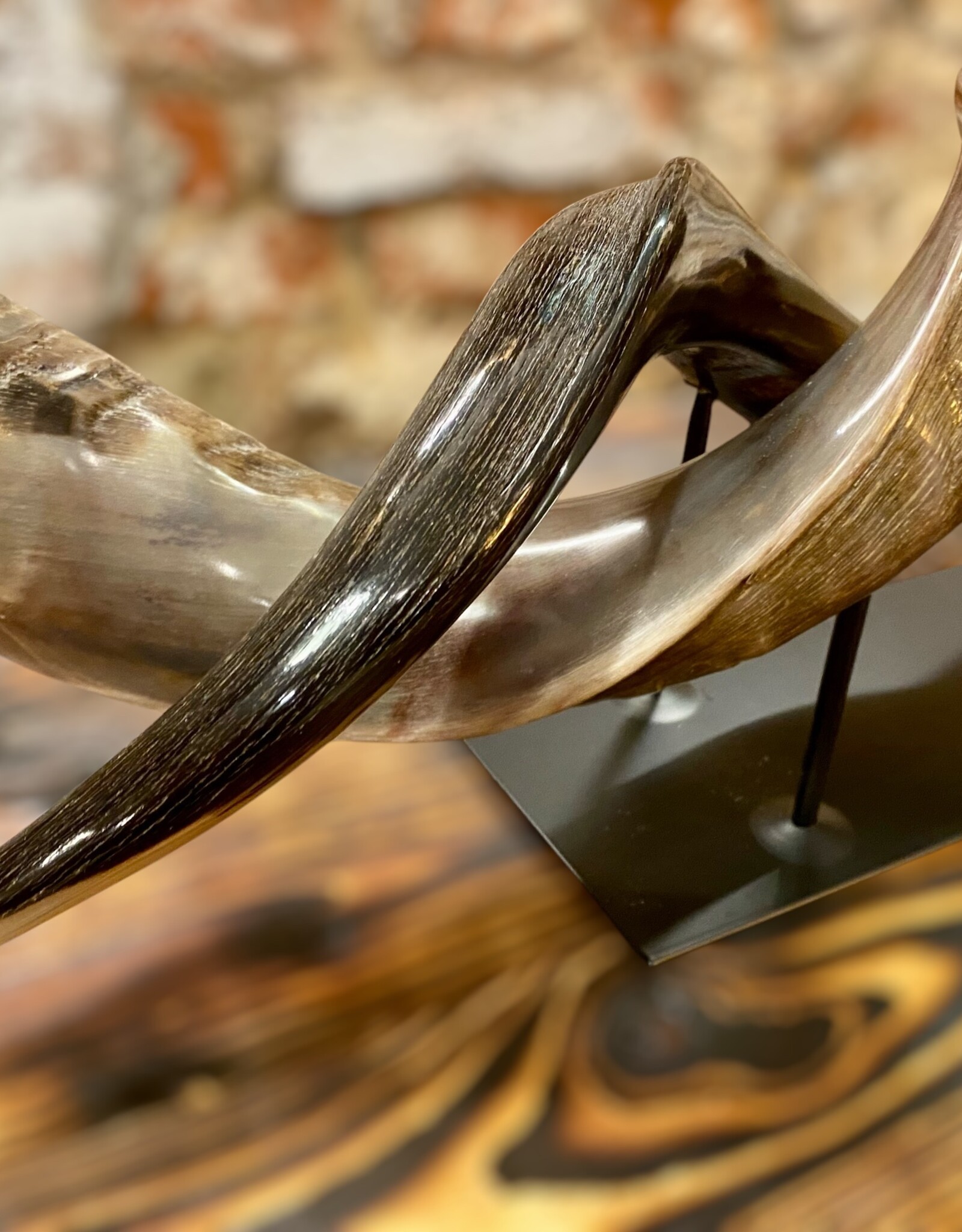 Kuduhorn teilgeschliffen doppelt auf Metallstand -