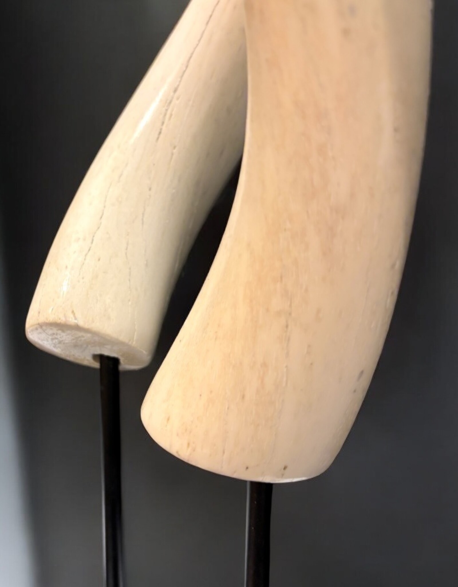Kuduhorn Skulptur  Weiß, wie Elfenbein upside