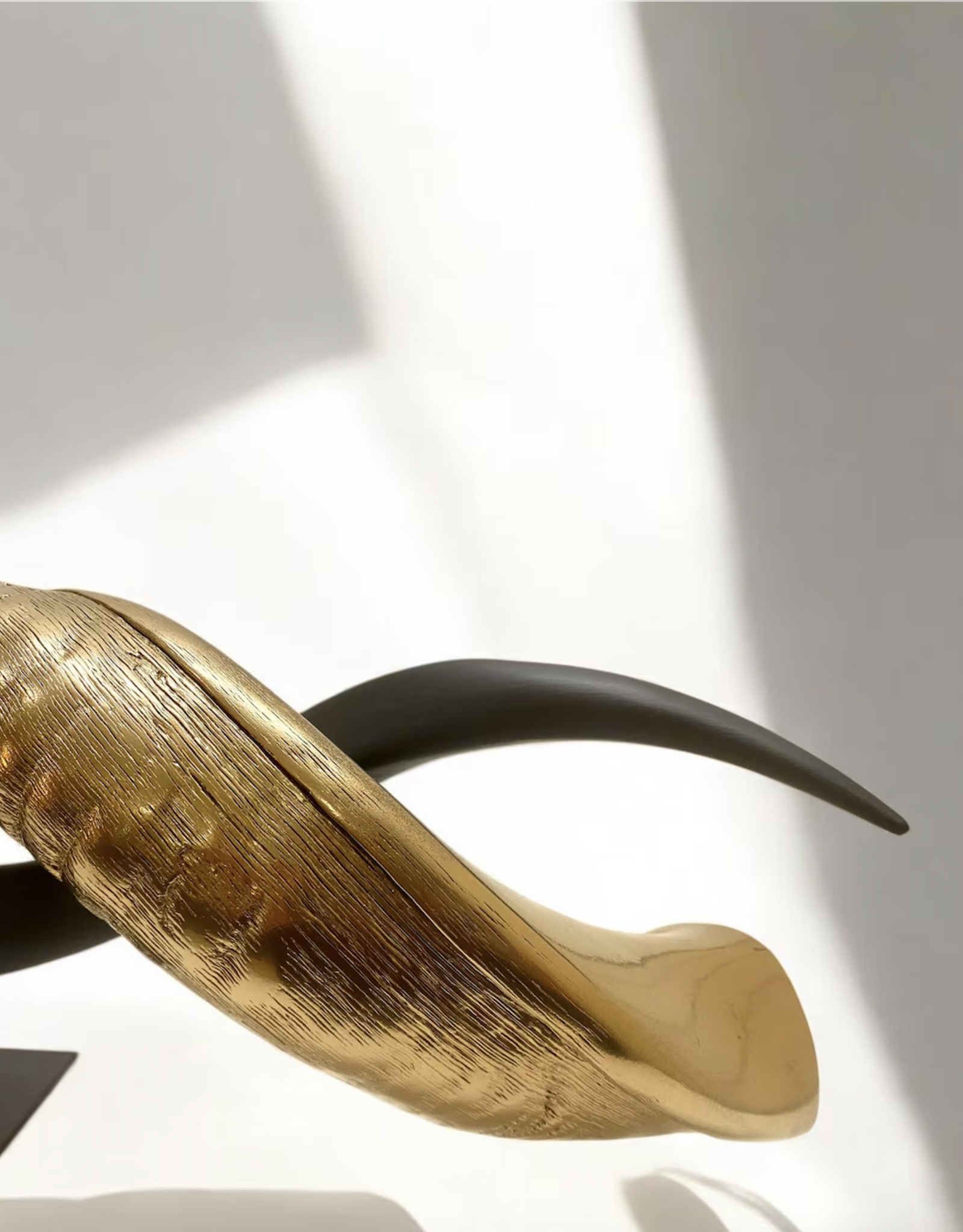 Kuduhorn teilgeschliffen doppelt auf Metallstand Gold / matt schwarz