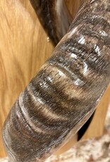 Kuduhorn Wandskulptur edel und einmalig auf Eichenholz