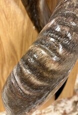 Sculpture made of natural colored kudu horns partially sanded on flamed wood Natural. Harmonious. Timeless.