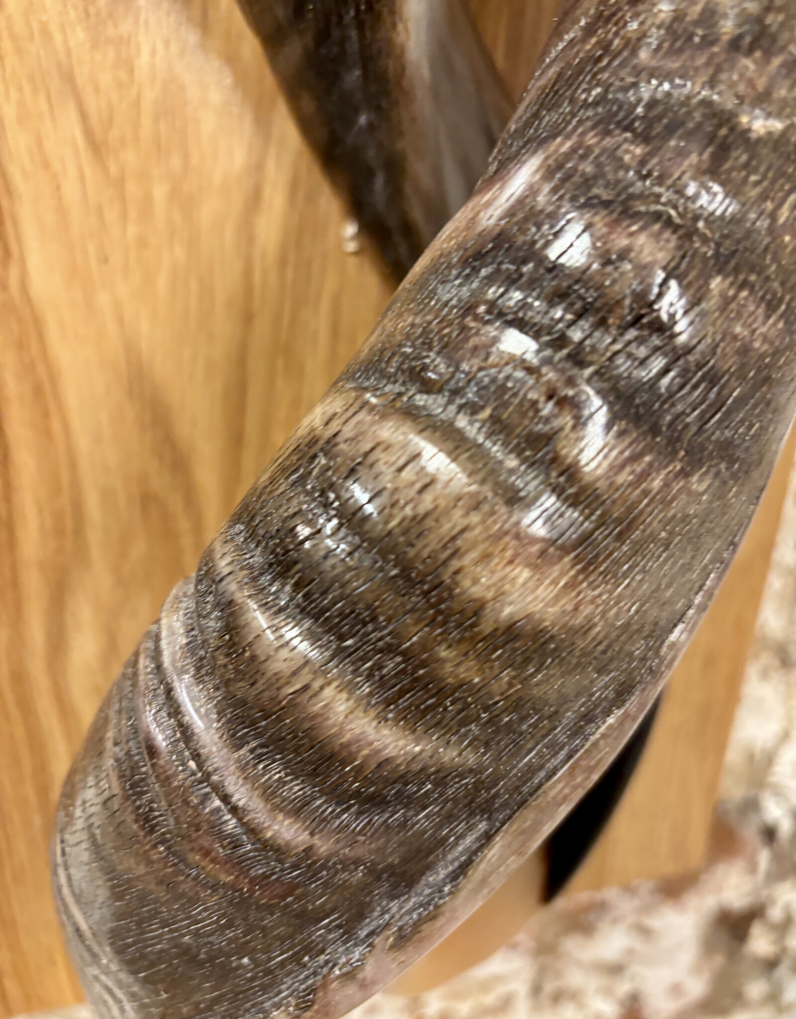 Kuduhorn Wandskulptur edel und einmalig auf Eichenholz