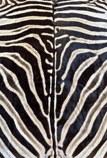 Steppen oder Burchell Zebrafell M383 Zebrafell  XXl fell