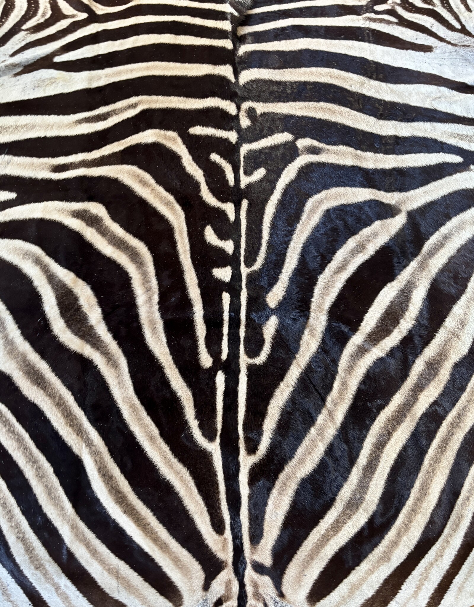 Beautifully large and beautiful Steppe zebra skin  M383