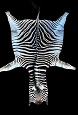 Steppen oder Burchell Zebrafell M383 Zebrafell  XXl fell