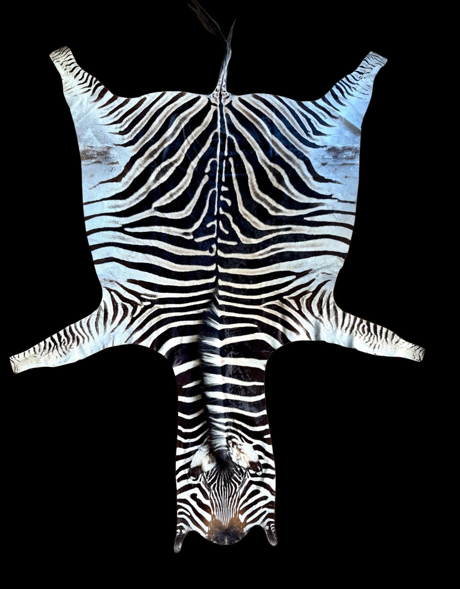 Beautifully large and beautiful Steppe zebra skin  M383
