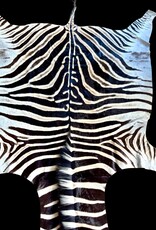Beautifully large and beautiful Steppe zebra skin  M383