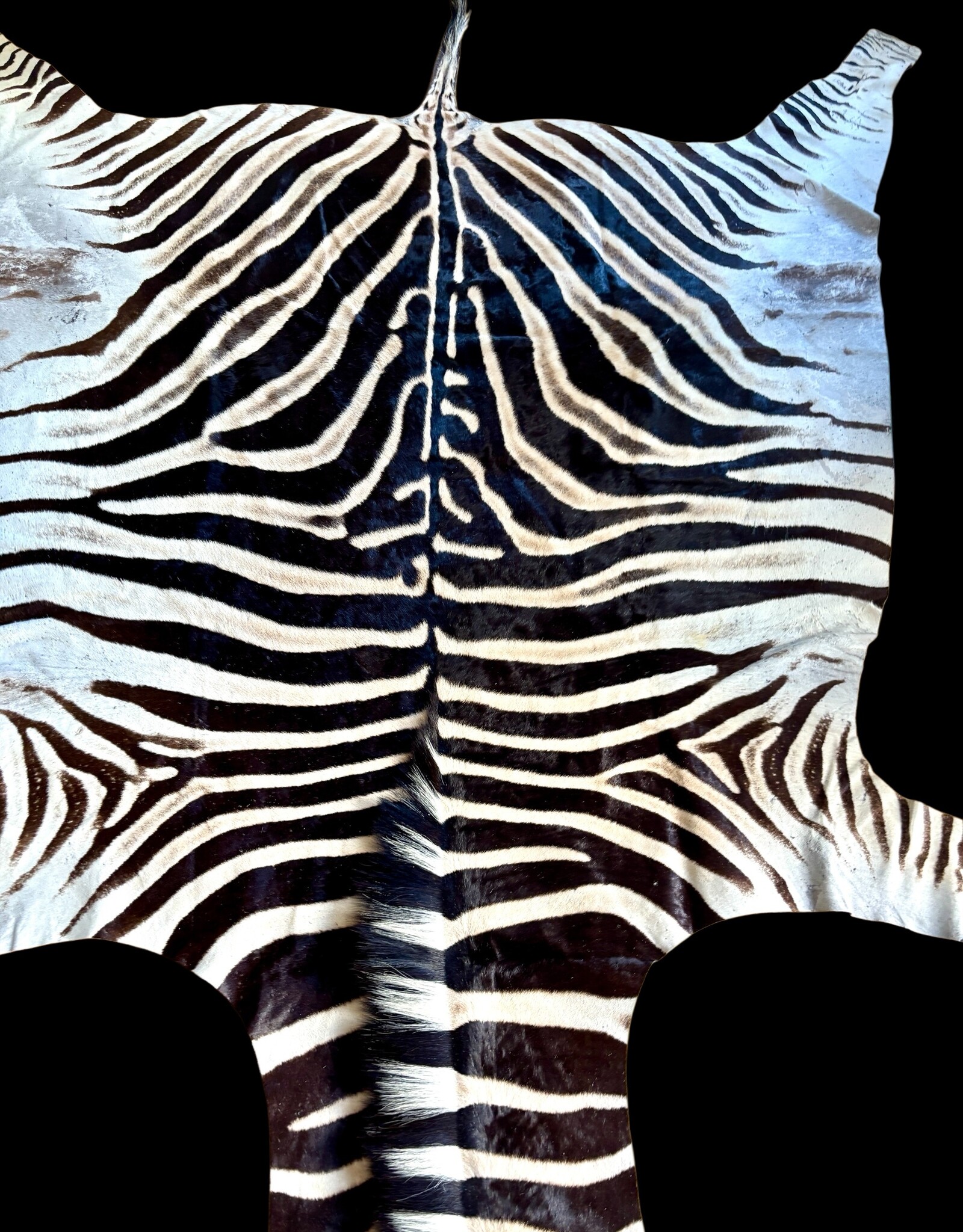 Beautifully large and beautiful Steppe zebra skin  M383