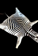 Beautifully large and beautiful Steppe zebra skin  M383