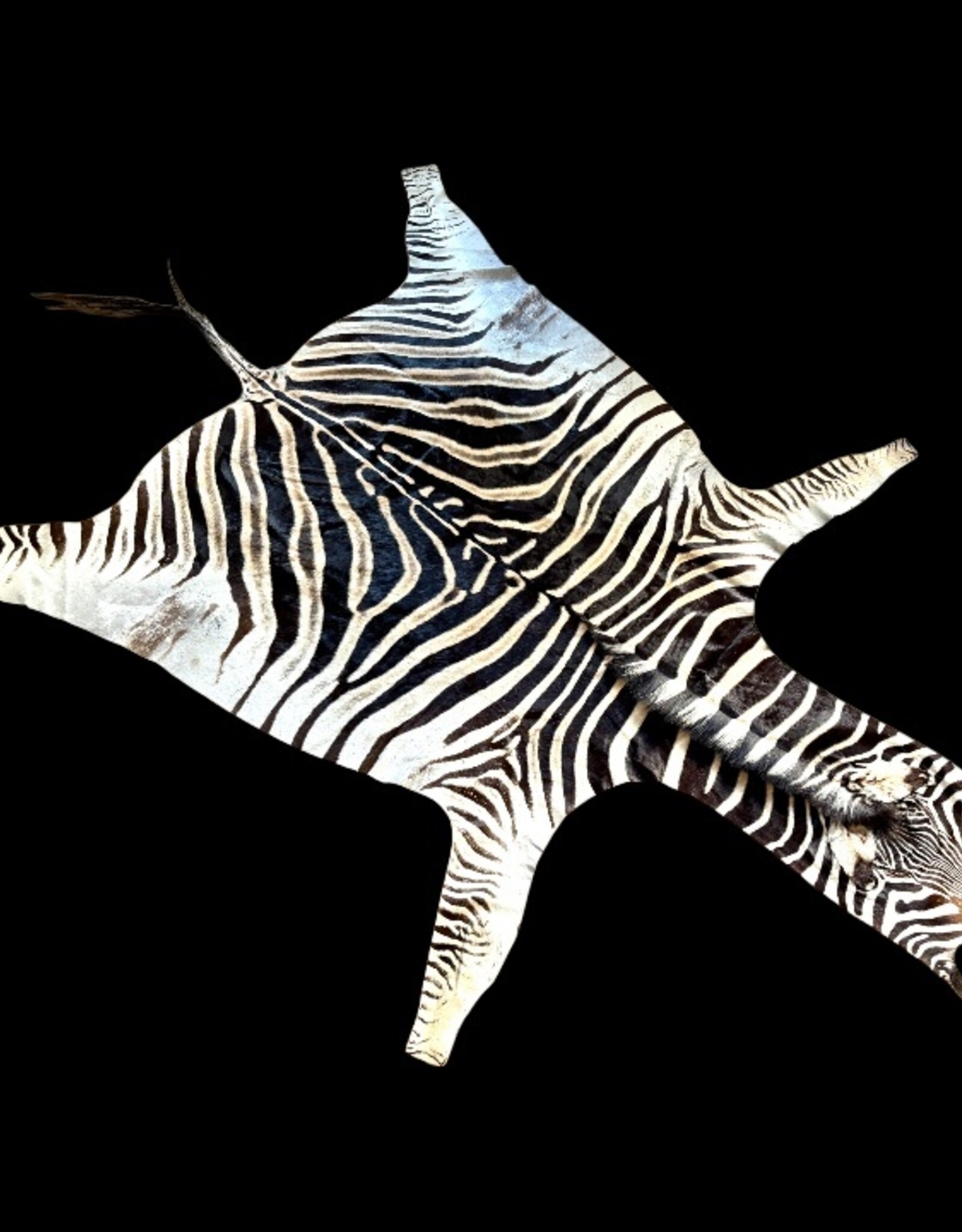 Beautifully large and beautiful Steppe zebra skin  M383