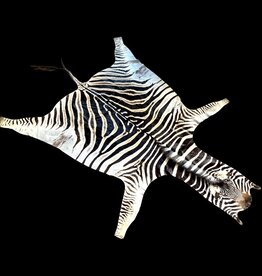 Beautifully large and beautiful Steppe zebra skin M383