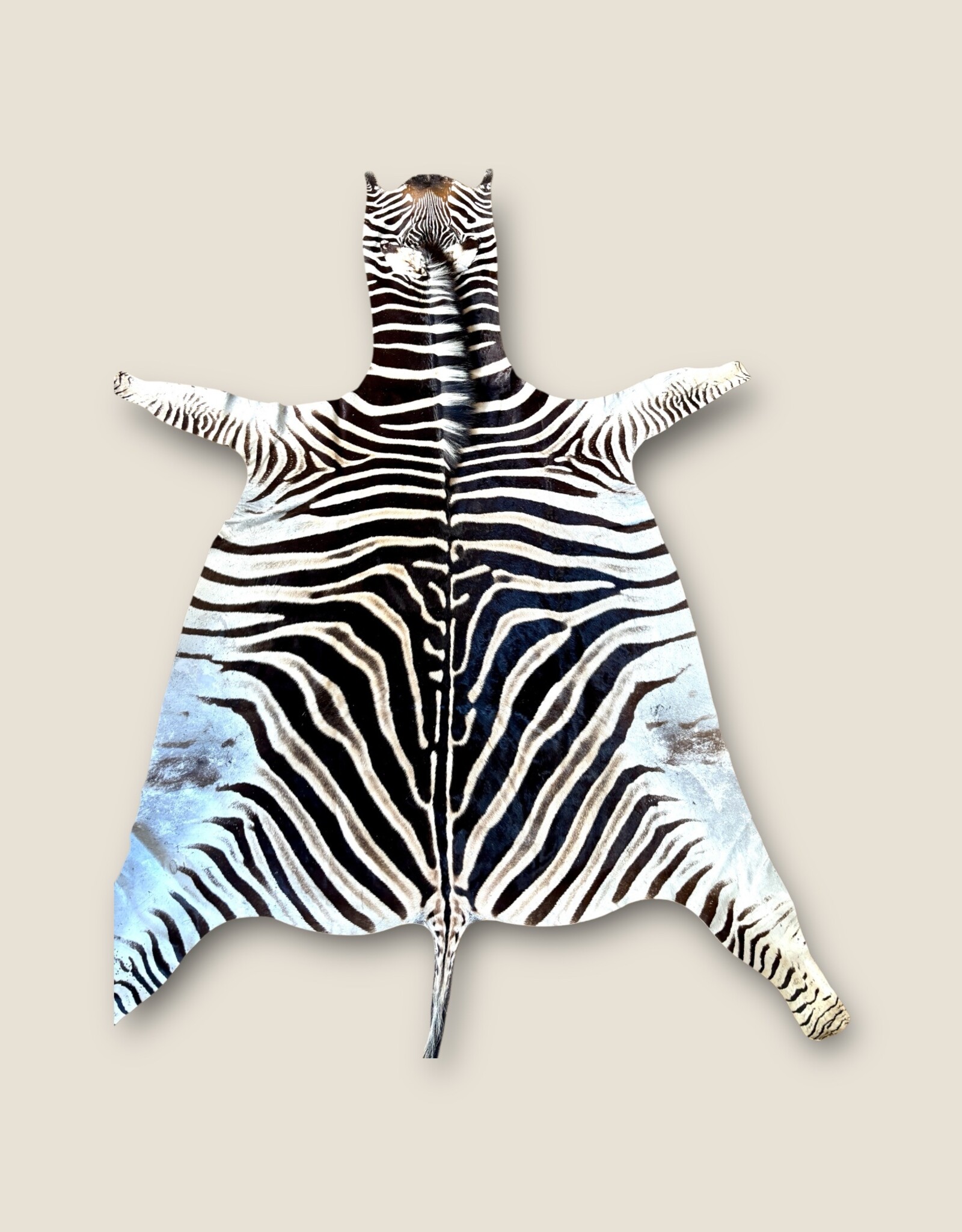 Beautifully large and beautiful Steppe zebra skin  M383