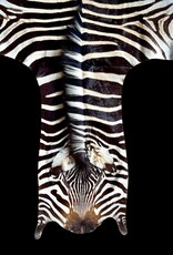 Steppen oder Burchell Zebrafell M383 Zebrafell  XXl fell